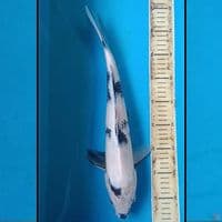 SHIRO 40CM