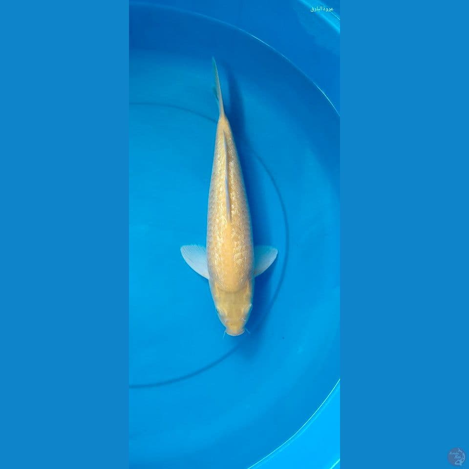 karasi gr 32cm Jantan