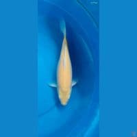 karasi 37cm betina