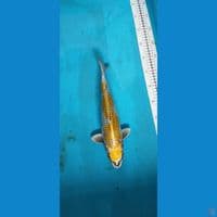 antikan 33cm