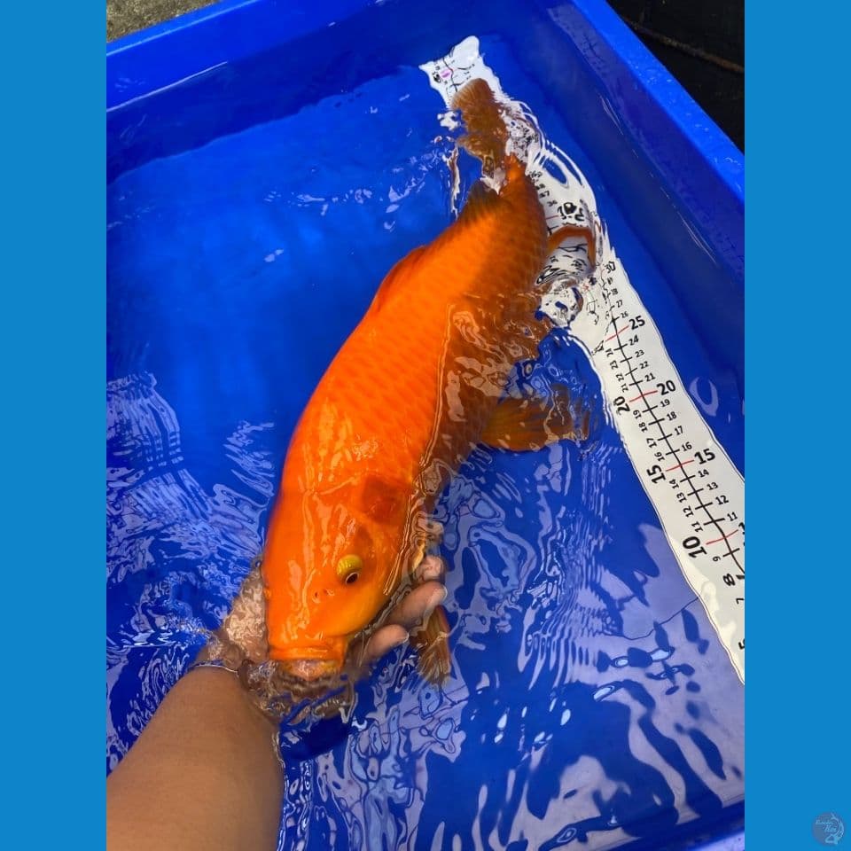 45 jantan punuk njagung