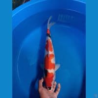 showa tategoi calon jumbo 41cm betina