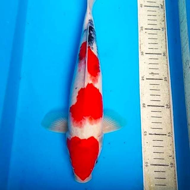 Showa 36cm