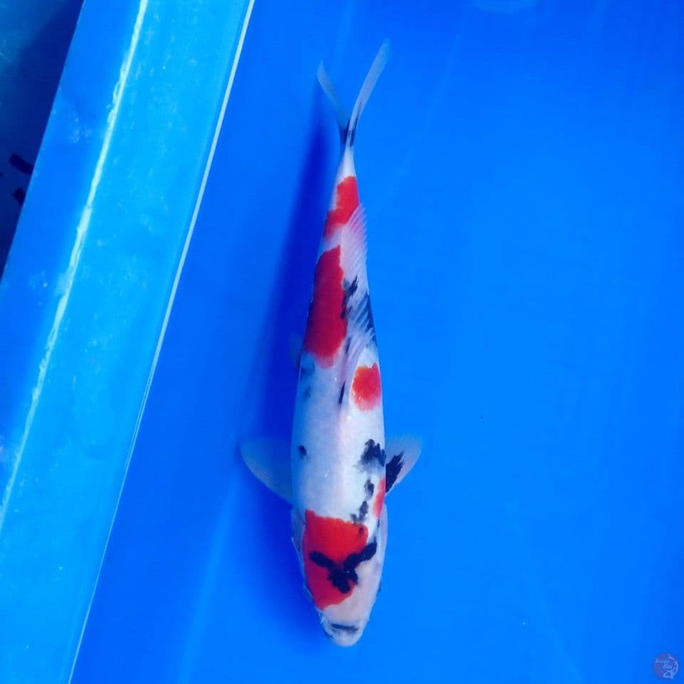 KINDAI SHOWA 27CM