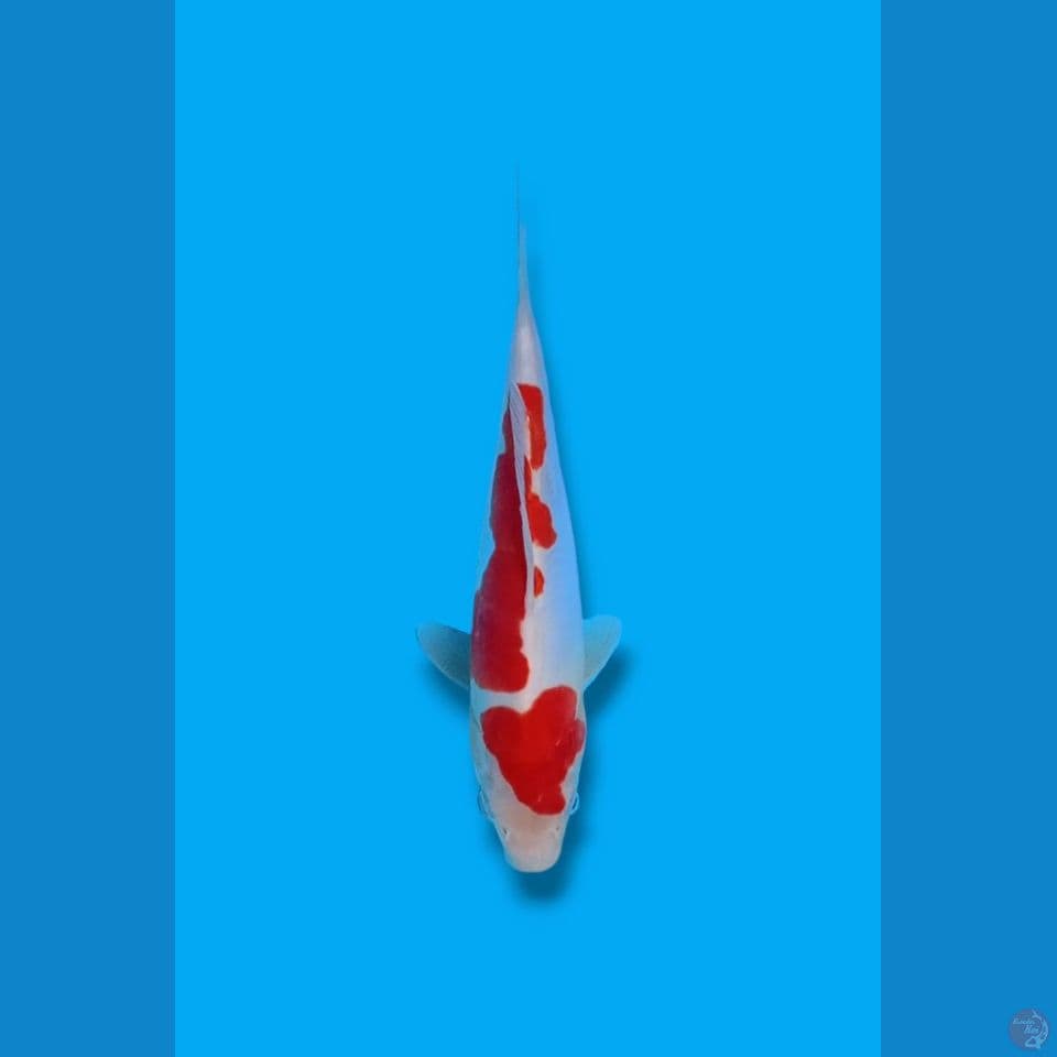 Kohaku Doitsu 21cm 