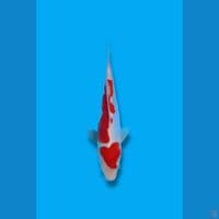 Kohaku Doitsu 21cm 