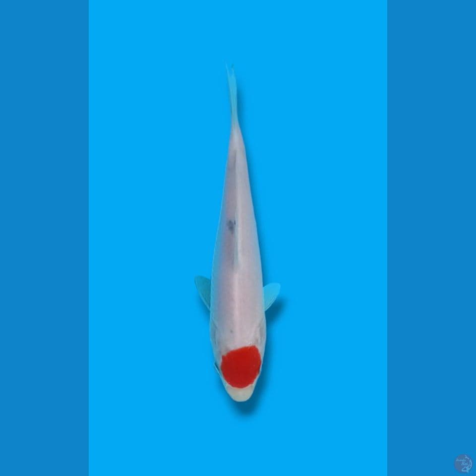 Tancho 16cm