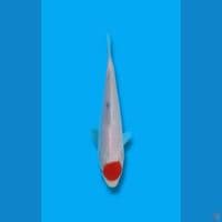 Tancho 16cm 