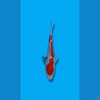 Kohaku Doitsu 18cm