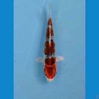 goshiki, 16 cm