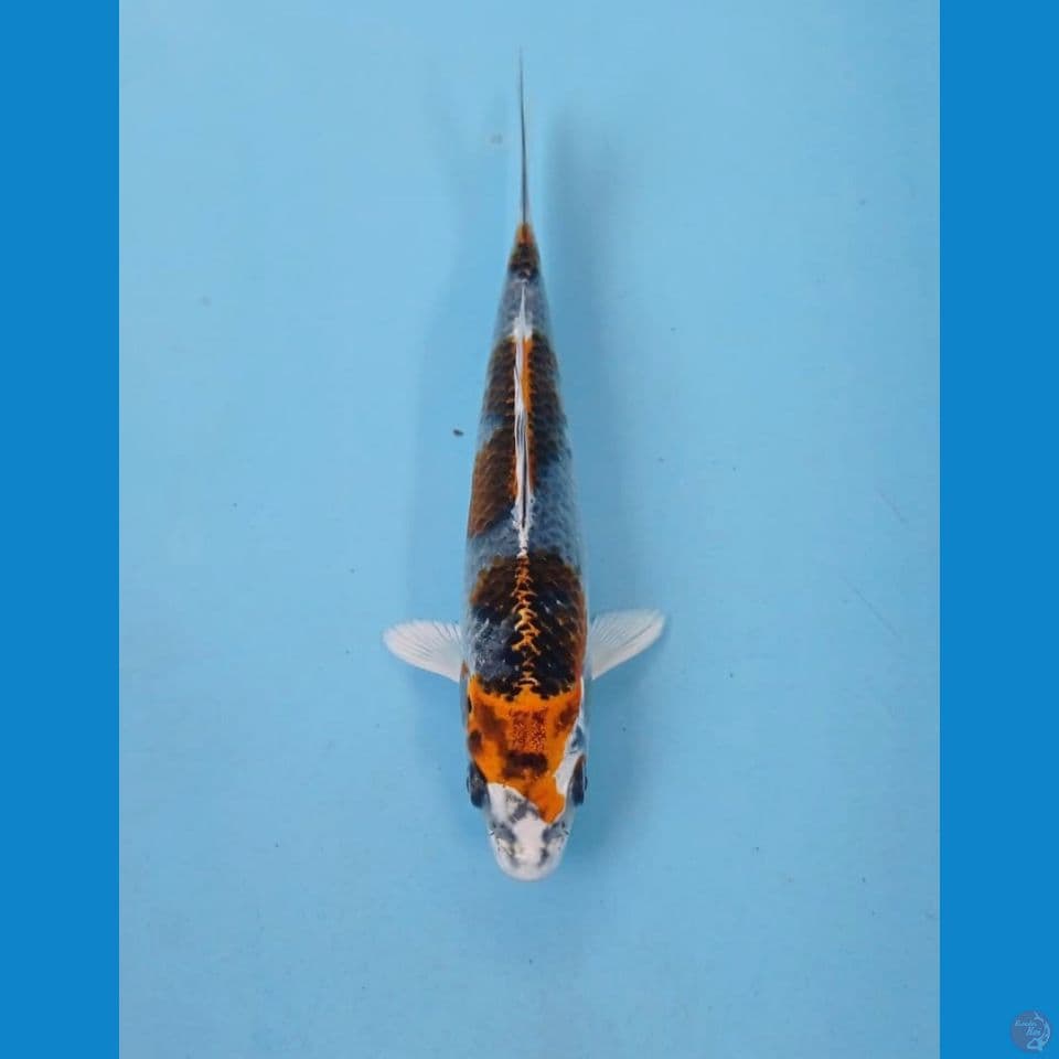 kujaku, 14 cm