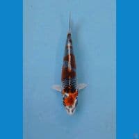 kujaku, 16 cm