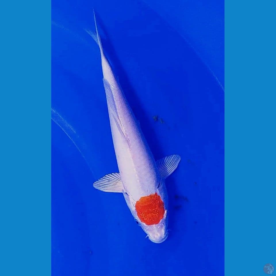 30bu/27 origin tanco kohaku hikari