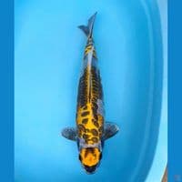 maruten kikokuryu 50cm (male)