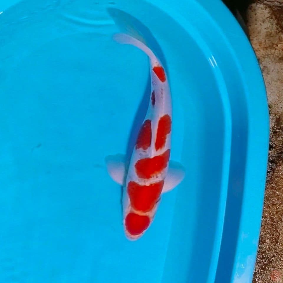 male 45cm