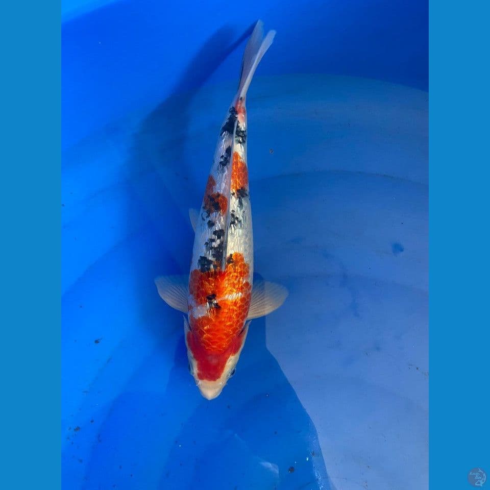 SANKE GINRIN 32 CM