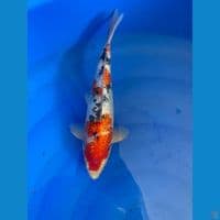 SANKE GINRIN 32 CM