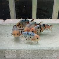 8-9CM Ranchu Sapi teman Tamasaba 