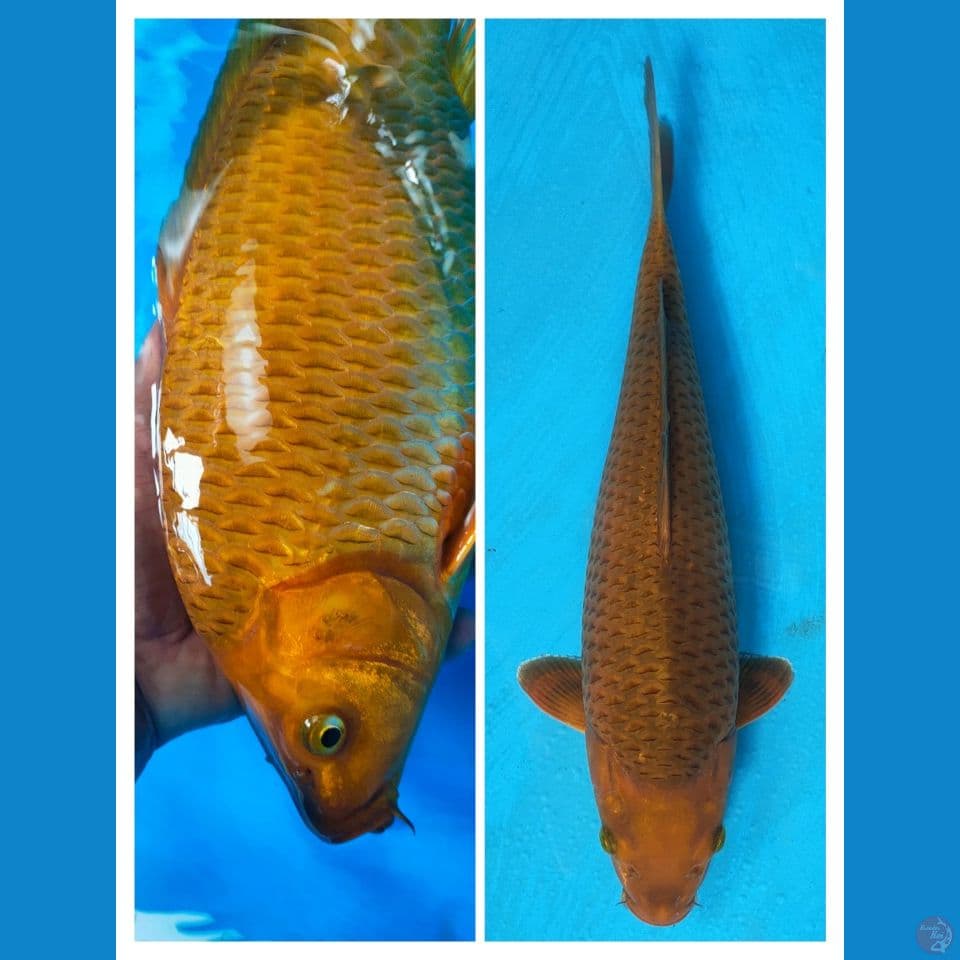 caramel 38cm ring rapi