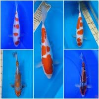 paket cantik 30-33cm. 5ek0er. 