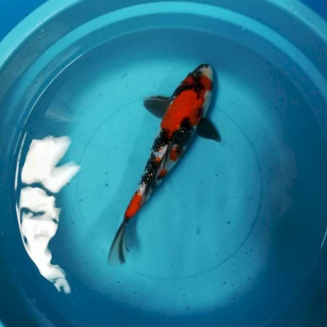 Showa super red