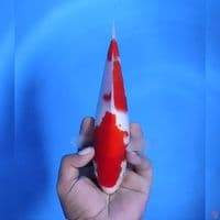 Kohaku # 26cm - Male