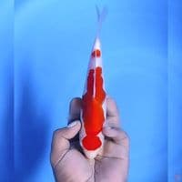 Kohaku # 22cm - female