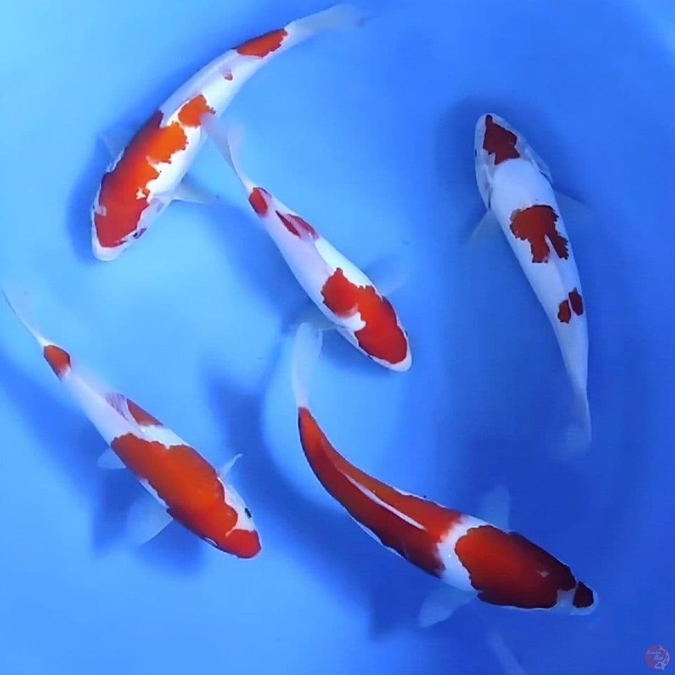 Paket 5 ekor kohaku # 20-26cm - U