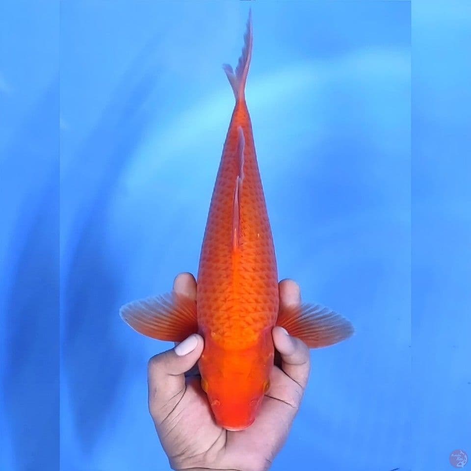 Red karashi # 35cm - Female