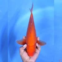 Red karashi # 35cm - Female