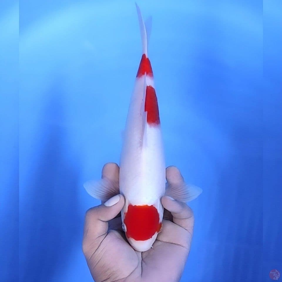 Maruten kohaku # 28cm - Male