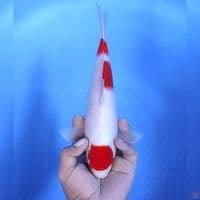 Maruten kohaku # 28cm - Male