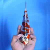 Goshiki # 22cm - Female