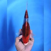 Goshiki # 29cm - Female
