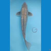 37 cm, Soragoi ginrin