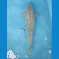 42 cm,  Soragoi Ginrin