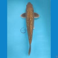 38.5 cm Chagoi Ginrin
