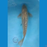 36 cm Midori Ginrin