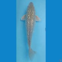 35 cm Soragoi ginrin