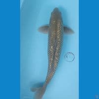 41 cm Midori Ginrin