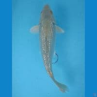 27 cm Midori Ginrin 