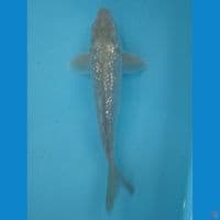 25 cm Midori Ginrin 