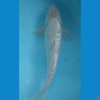 28 cm Soragoi Ginrin