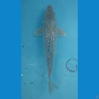 27 cm Soragoi Ginrin