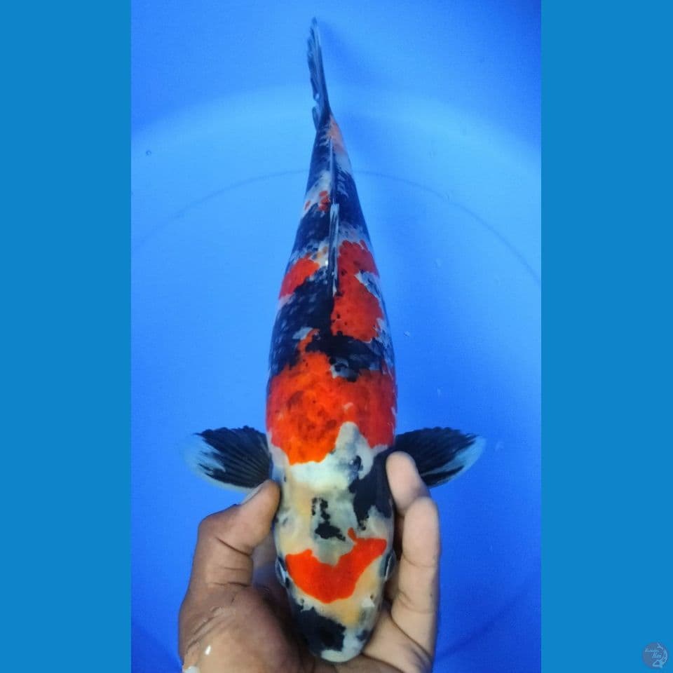 KAGE SHOWA 40CM