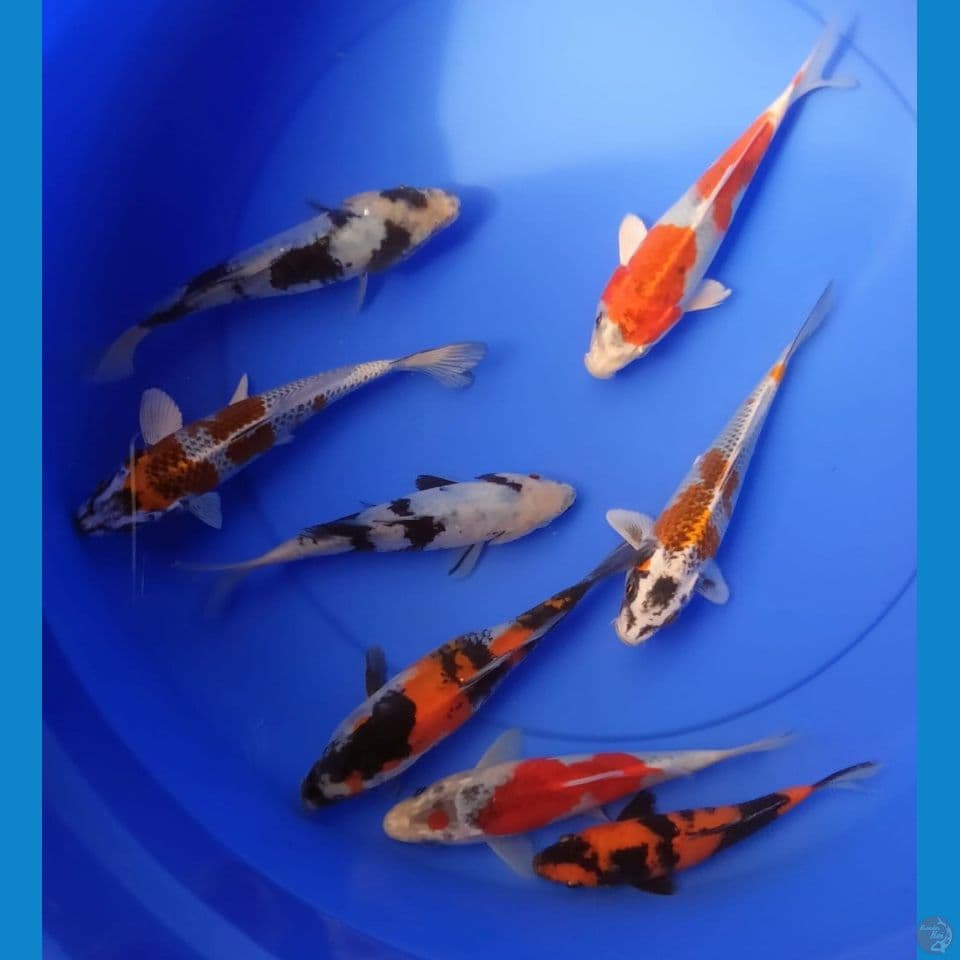MIX 17/20CM