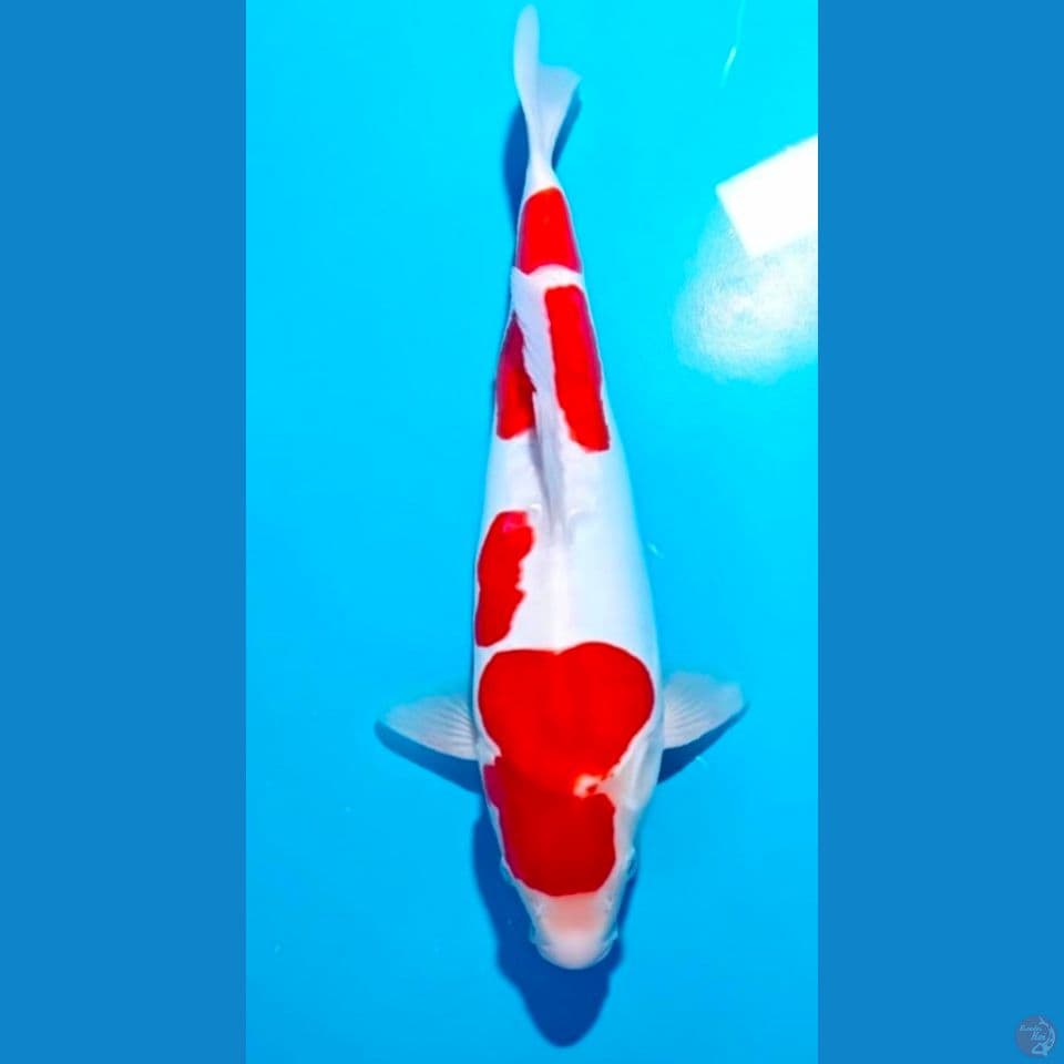 kohaku Doitsu Strong