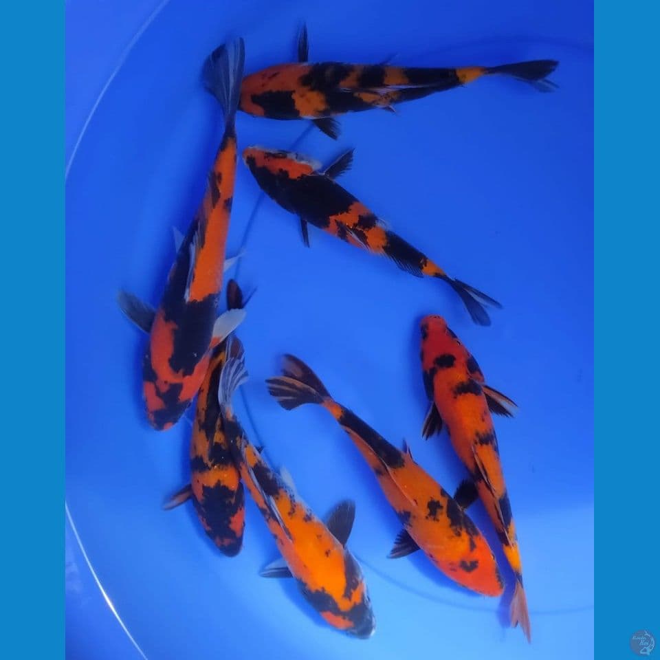 MIX 17/20/22CM