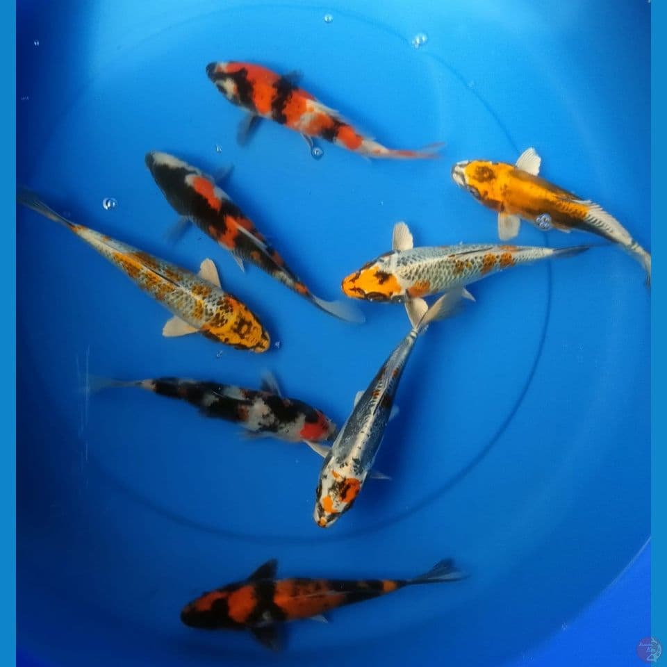 MIX 17/20CM
