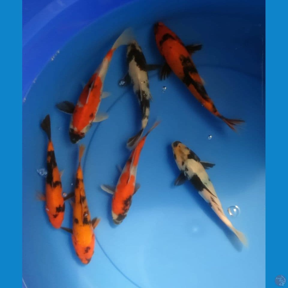 MIX 17/20CM